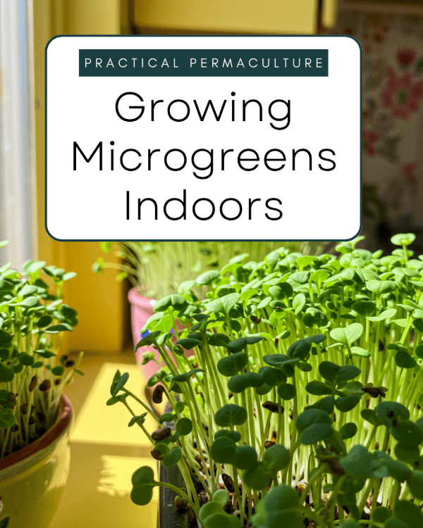 🌱 Growing Microgreens Indoors: Nutritious, Quick-Growing Greens for Every Season (Yes, Even in Winter!)