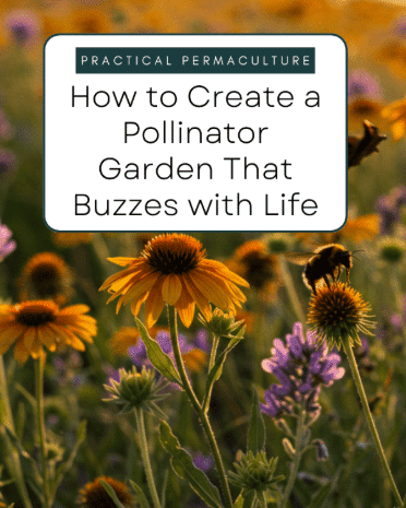 How to Create a Pollinator Garden That Buzzes with Life (Even in the Desert!)