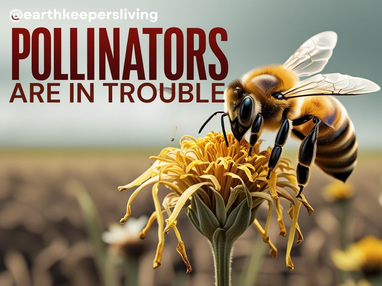 pollinator bee in trouble